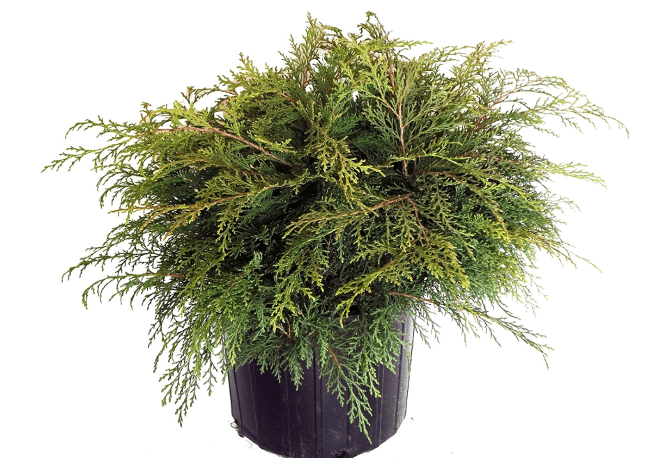 
Microbiota decussata (Russian Cypress) Evergreen, #3 - Size Container