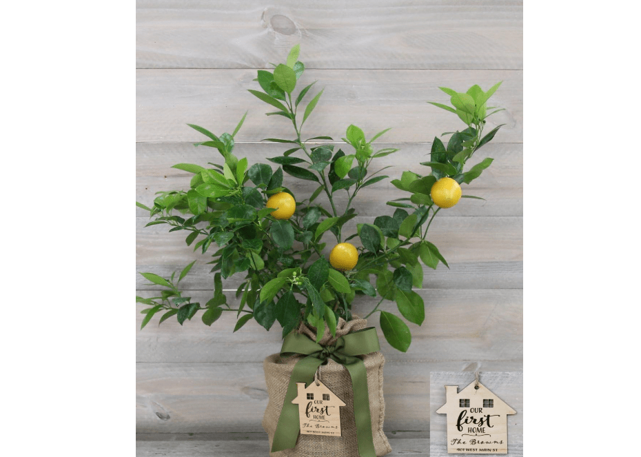 
Improved Meyer Lemon Housewarming Gift Tree with Personalized Keepsake Ornament by The Magnolia Company-Cannot Ship to CA, TX, AZ, LA, AL