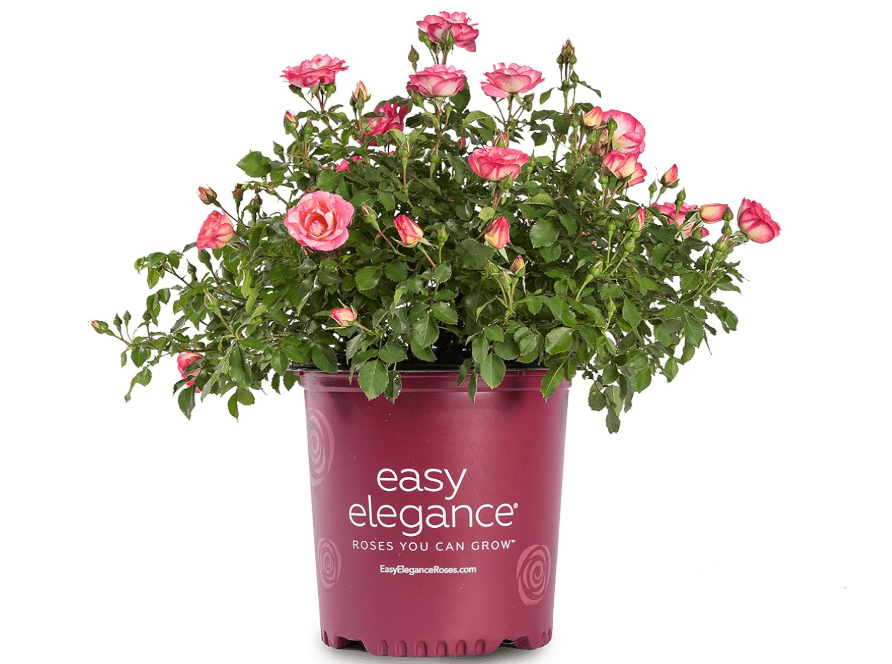 
Live Plant from Green Promise Farms Easy Elegance Roses ROSA EE `SUNRISE SUNSET` Pink Flower Shrub #2 Size Container Pink