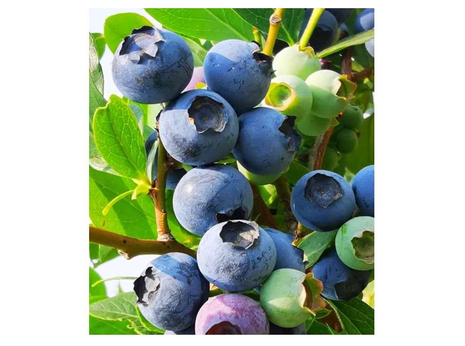 Blueberry Seeds for Planting 200 Pcs
