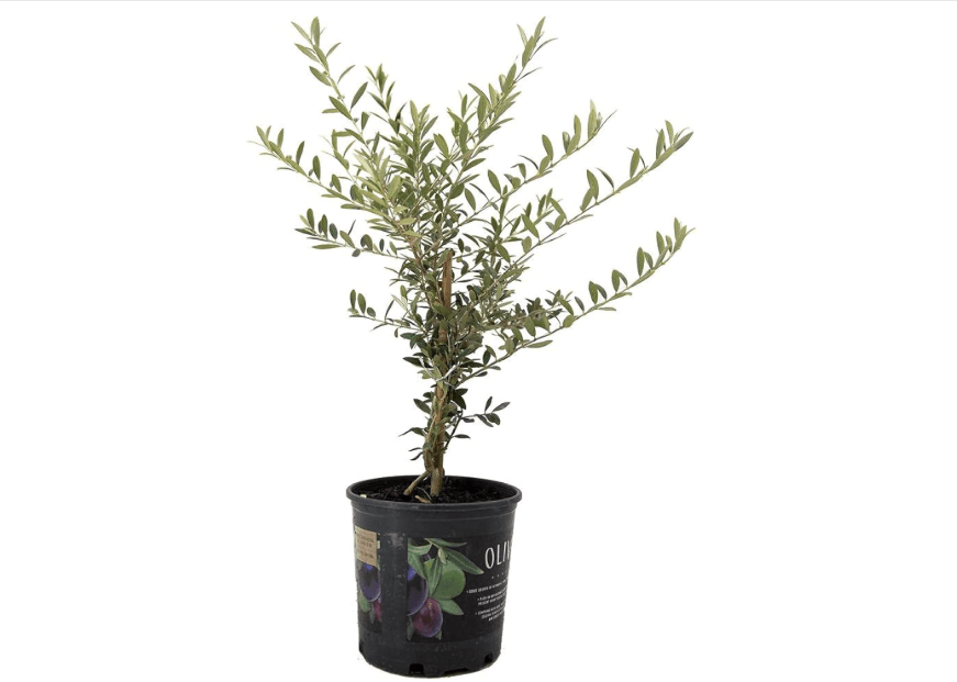 American Plant Exchange Arbequina Olive Tree – Live 7.5-Inch Pot, Fruit Bearing Tree, Cold Hardy Edible Variety for Containers, Patios, and.