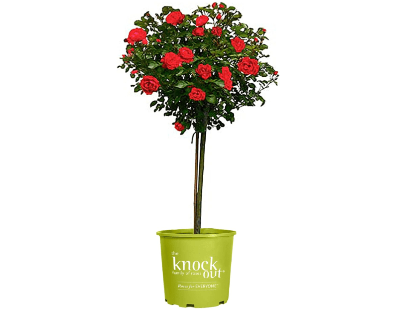 
3 Gallon The Double Knock Out Tree® Rose Plant with Vibrant Cherry Red Blooms