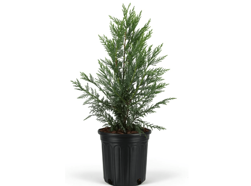  Leyland Cypress - Fast Growing Evergreen Tree, Ideal for Privacy Hedges, Windbreaks, Dense Dark Green Foliage, Low Maintenance, Perfect for Landscaping