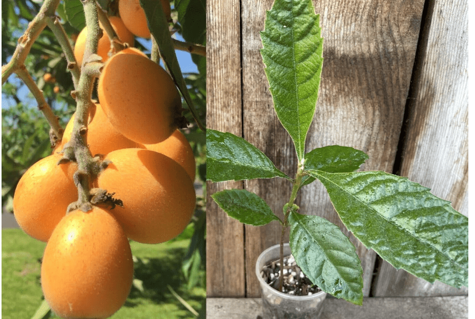 
Generic 1 Perennial Golden Loquat Fruit Live Seedling Tree,Japanese Plump Live Tree, Green