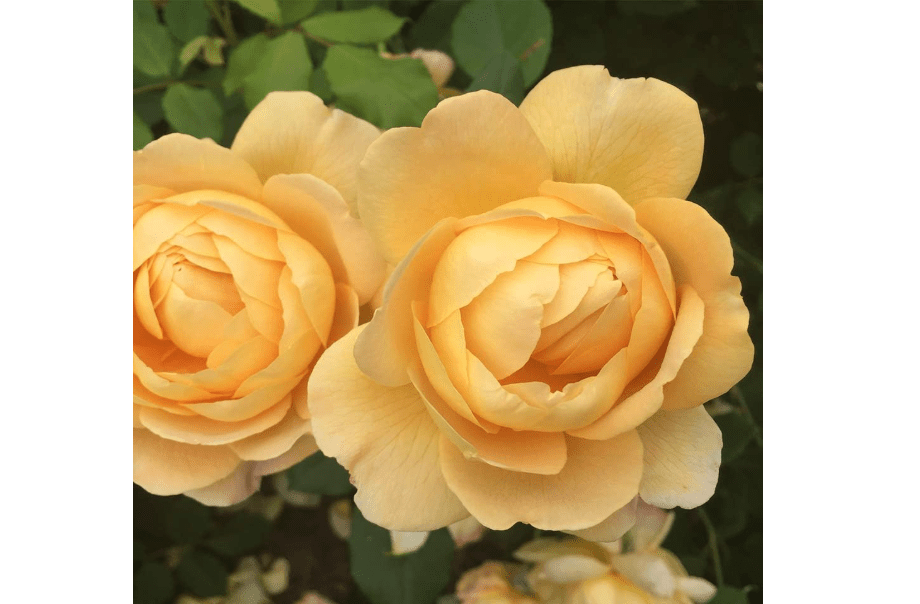 
Heirloom Roses David Austin Rose Plant - Golden Celebration® Yellow Rose Bush, Live Roses Plant for Outdoor Planting