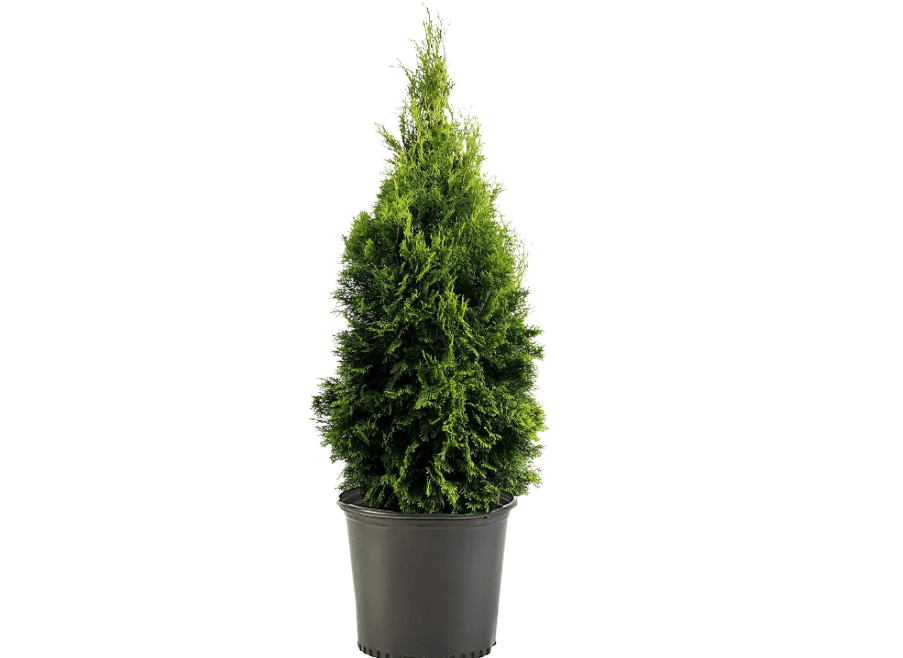  1g Emerald Green Arborvitae