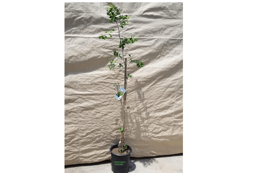 
Jujube Fruit Tree 'Li Ziziphus Jujuba" Chinese Date 5 Gallon Potted 5FT to 6FT Tall 4 Year Old