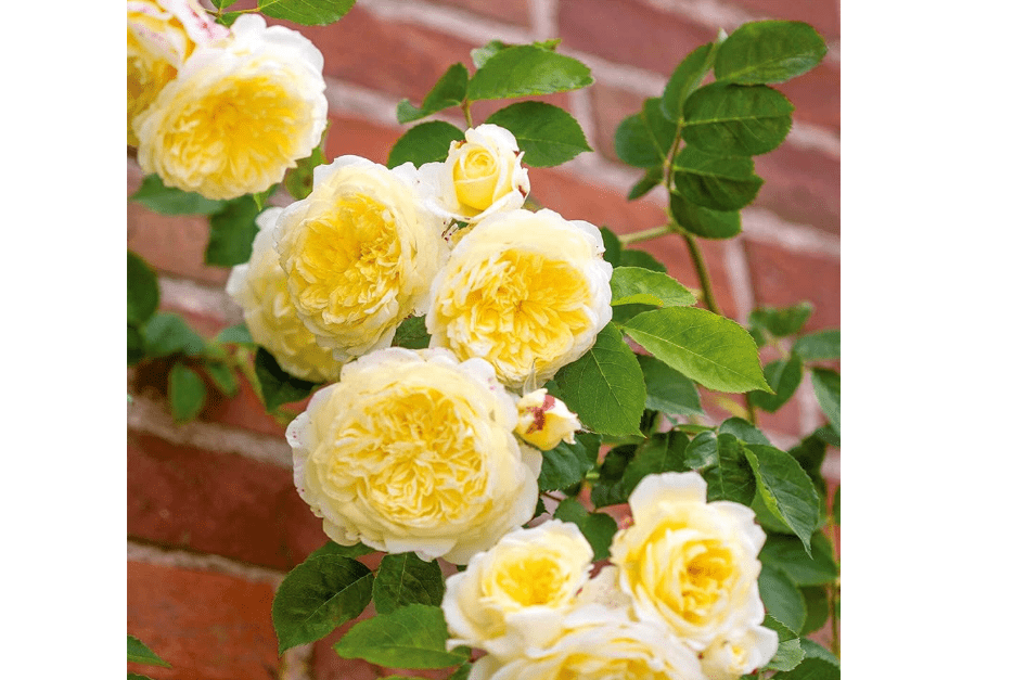 
Heirloom Roses David Austin Rose Plant - The Pilgrim® Yellow Rose Bush, Live Plant for Planting Outdoors