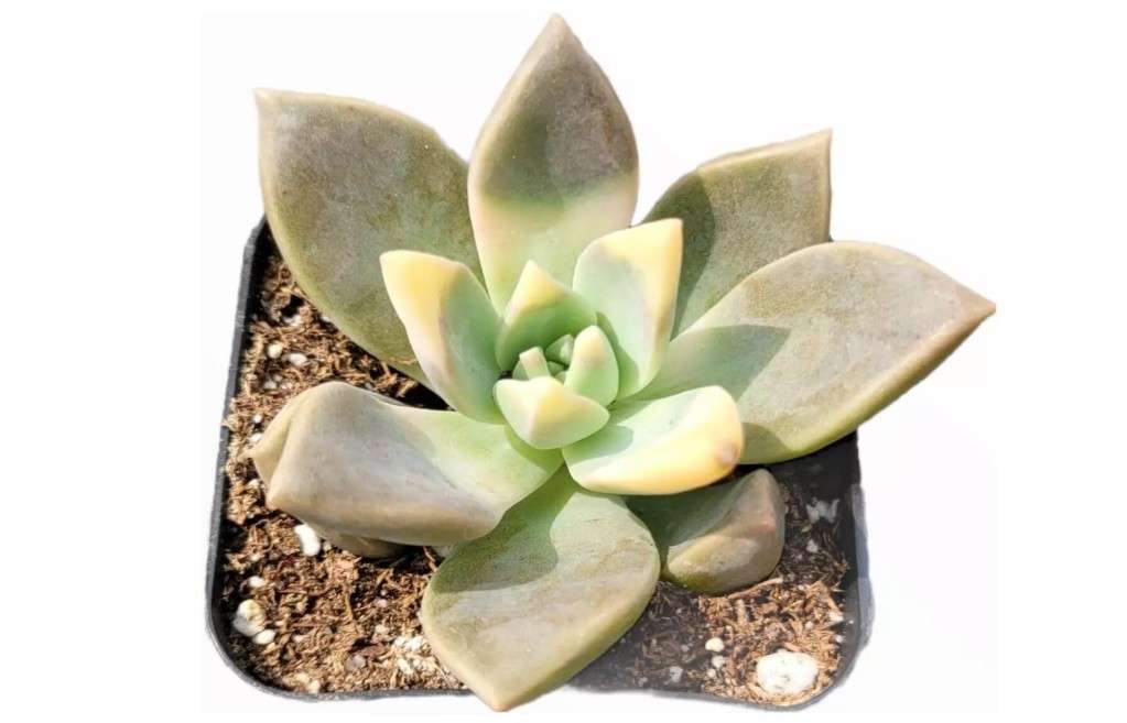 Graptopetalum paraguayense - Blue Haze Succulent Plant
