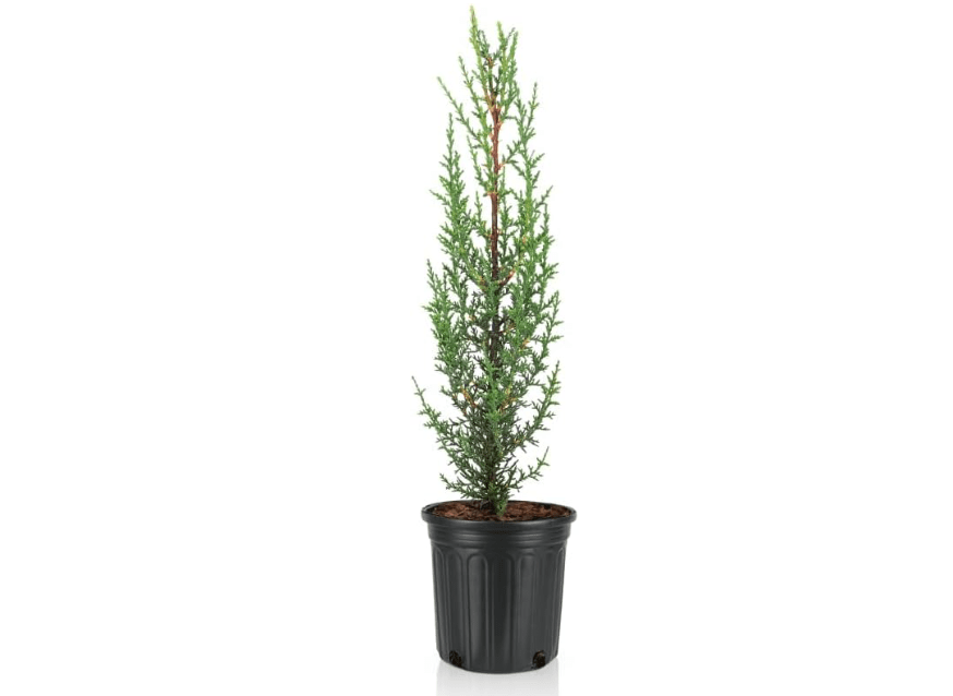  Dwarf Italian Cypress Tree – Live Mediterranean Evergreen for Landscaping, Low Maintenance, Air Purifying Outdoor Plant, Perfect for Garden Hedges an