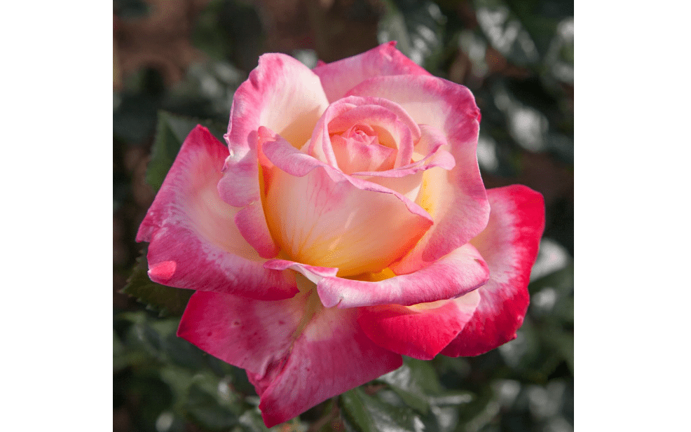 
Heirloom Roses Hybrid Tea Rose Plant - Enchanted Peace™ Rose Bush, Hybrid Tea Live Plant for Planting Outdoors