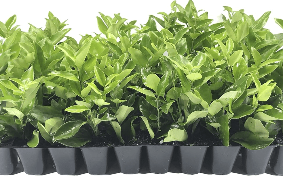 Ligustrum Waxleaf Privet - 10 Live Plants 2" Pot Size - Evergreen Privacy Hedge