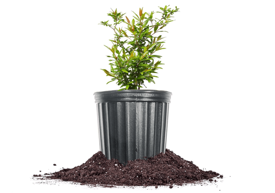 
Russian Pomegranate in a 1 Gal. Grower's Pot | Cold Hardy Drought Tolerant | Yields Large Delicious Fruit | Real Dwarf Fruiting Tree