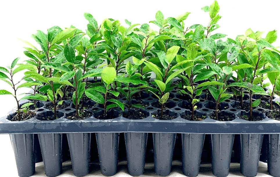  Dwarf English Cherry Laurel | 3 Live Plants | Prunus Laurocerasus Compacta | Fast Growing Hardy Evergreen Privacy Shrub