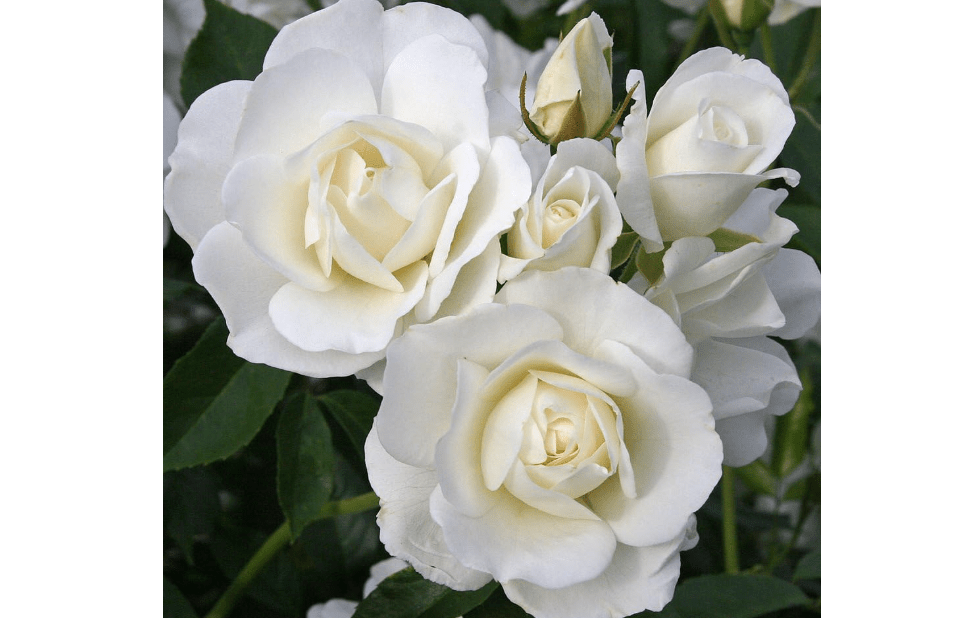 
Heirloom Roses Rose Plant - Iceberg® White Rose Bush, Shrub Rose Live Plant for Planting Outdoors