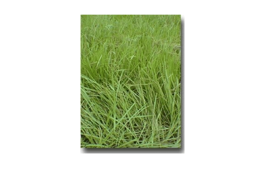 
SeedRanch Pensacola Bahia Grass Seed (Coated) - 25 Lbs.