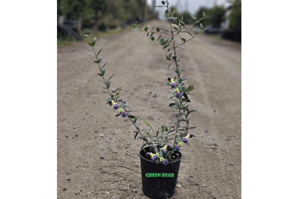 
Mission Olive Tree Live Plant Cold Hardy Fruiting Olive Tree Plant Ships Potted