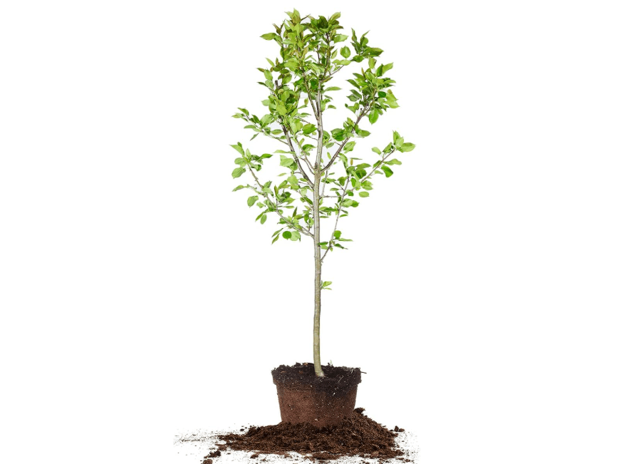 
PERFECT PLANTS Orient Pear Tree 4-5 Feet | Live Outdoor Plant for Real Fruit | Heavy Fruit Producing Qualities | Home Garden Approved for Easy Growing