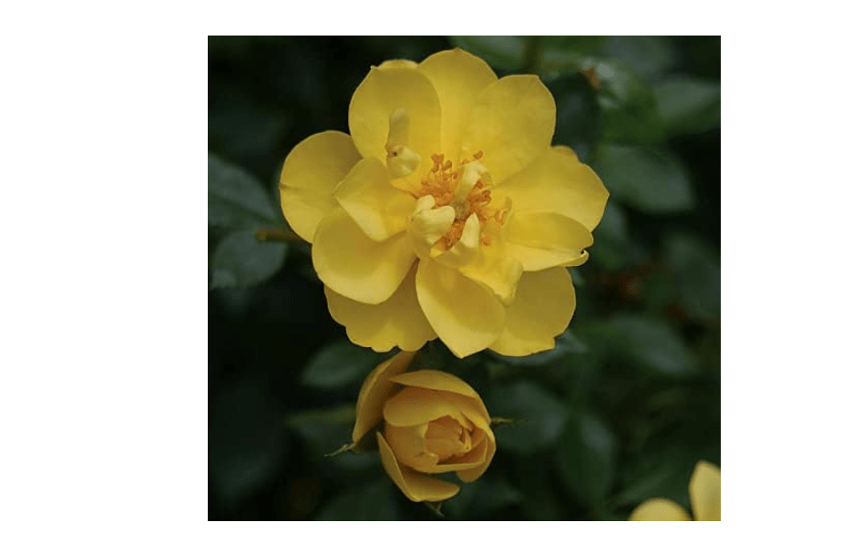 
OSO Easy® Lemon Zest Rose - Rebloomer- Proven Winners- 4" Pot