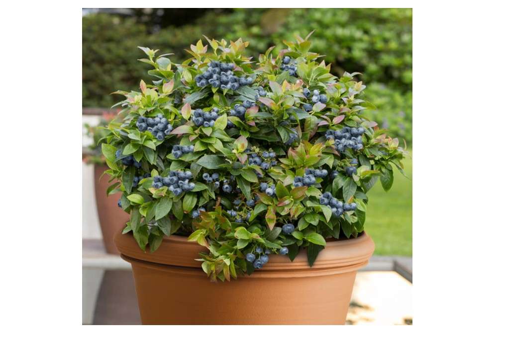 KVITER 100 Blueberry Seeds (Vaccinium Angustifolium) – Sweet Dwarf Lowbush Blueberry Plant Seeds, Heirloom Fruit Seeds Non GMO Organic – Top Hat Berry Fresh...
