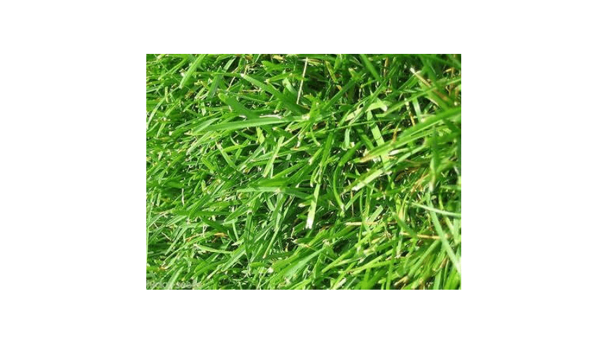 
Argentine Bahia Grass Seeds "Premium Grade" 1 Lbs - 350 Sqft
