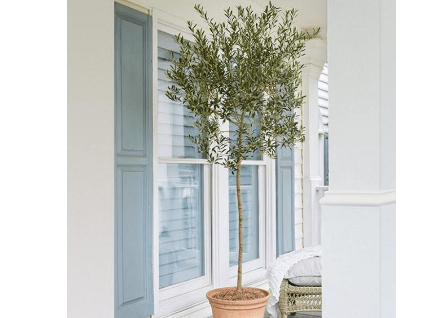 
Brighter Blooms - Arbequina Olive Tree, 3-4 ft. - No Shipping to AZ