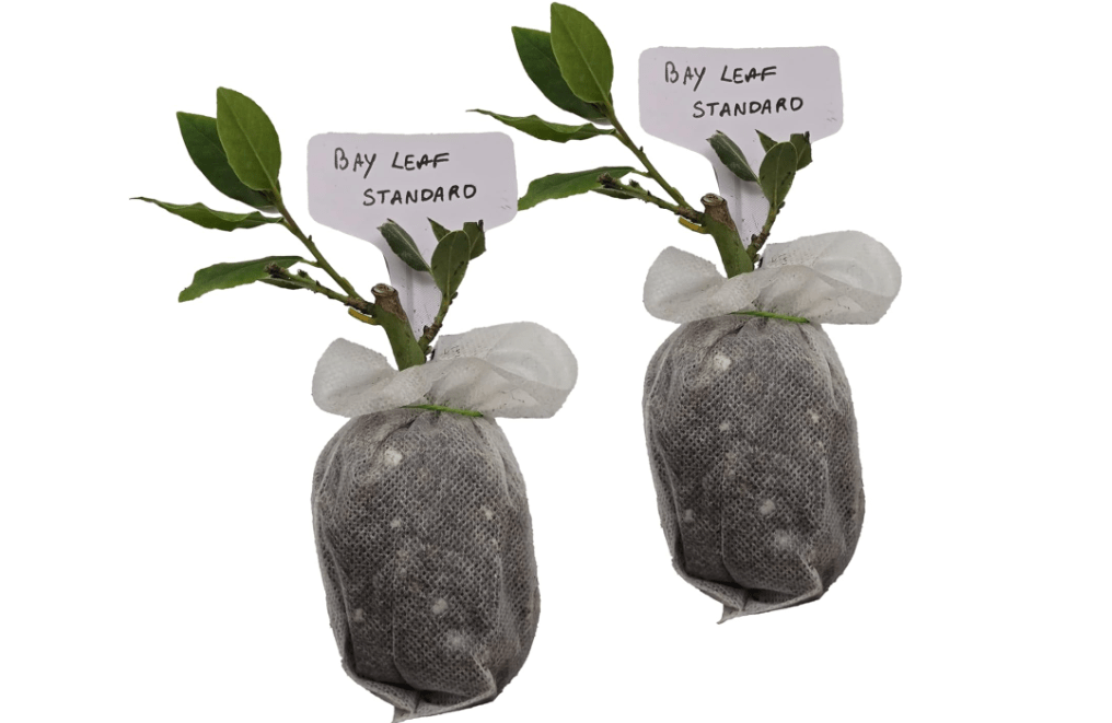 
Mediterranean Bay Leaf, Bay Laurel Live Plant. Standard Variety - Laurus Nobilis. Live Plant. Fragrant, Fresh, Edible. Best for Ground Planting Outdoor. 