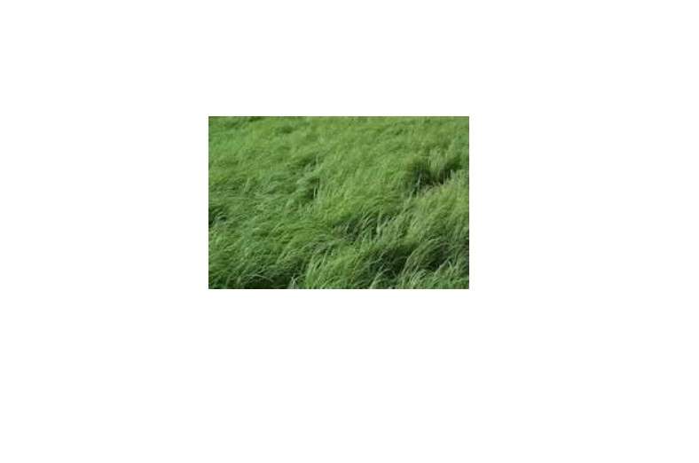  Teff Grass Seed (Annual Warm Season, Great Horse Hay) - 5 Pound - Wizard Seed LLC