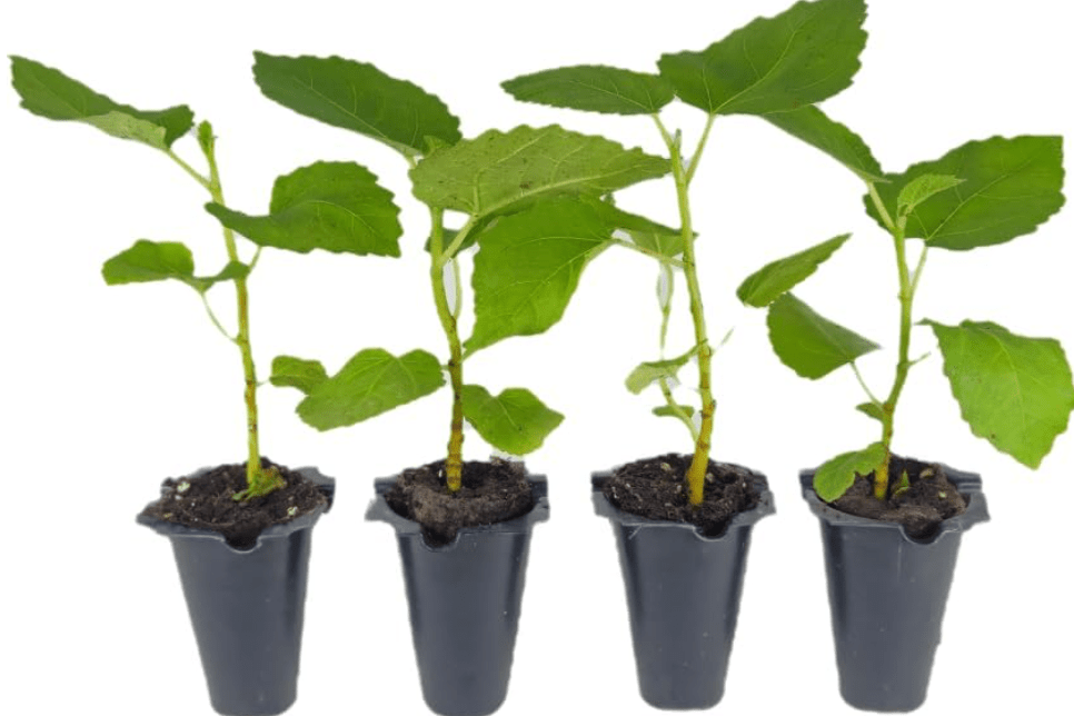 
4 Baby Fig Tree Starters | Celeste Cultivar - Sweet, Traditional Flavor