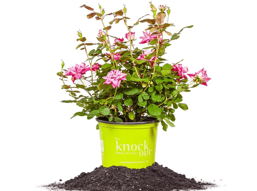 
Double Pink Ko 1 Gallon