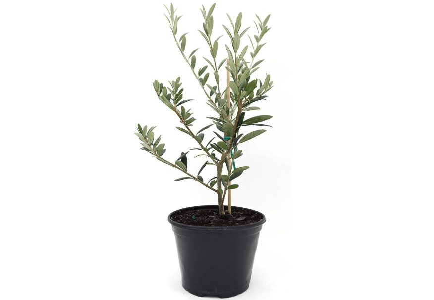 
American Plant Exchange Arbequina Olive Tree – Live 5-Inch Pot, Fruit Bearing Tree, Cold Hardy Edible Variety for Containers, Patios