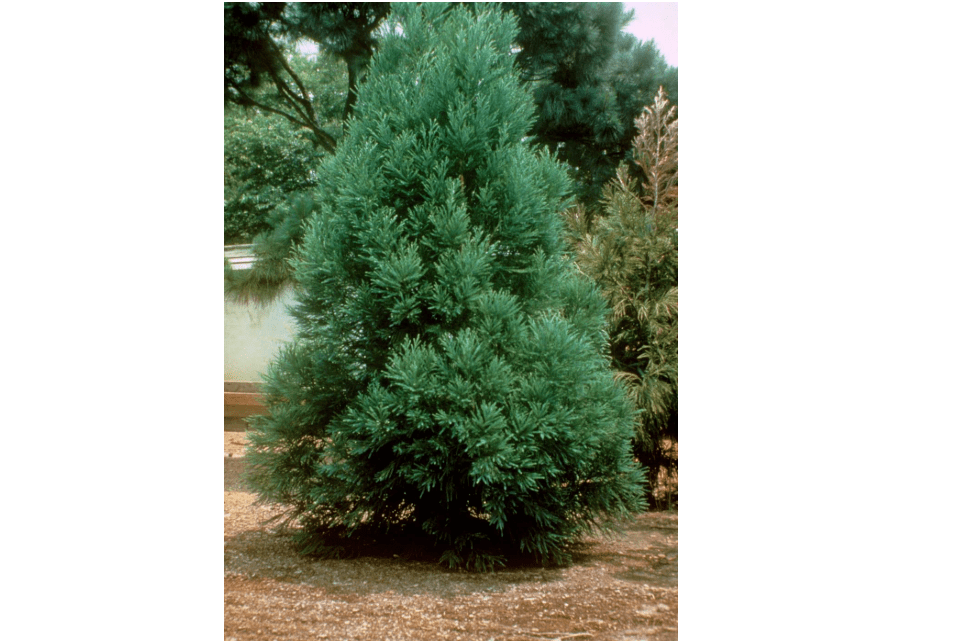 
Cryptomeria Radicans Tree – Live Fast-Growing Evergreen Japanese Cedar – Low-Maintenance Radicans Cryptomeria Plant for Privacy Screen & Landscape