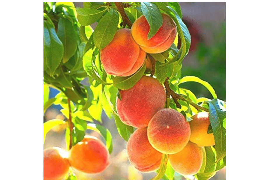 
Pixies Gardens La Feliciana Peach Tree Plant Sweet and Tangy Yellow Flecked with Red Firm Flesh