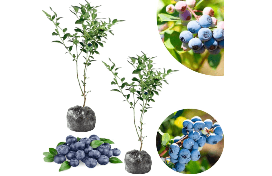 
Set 2 Sharpblue Blueberry Bushes Live Plants, Blueberry Plants Live for Planting, Blueberry Fruit Trees, 5-9 Inch Tall