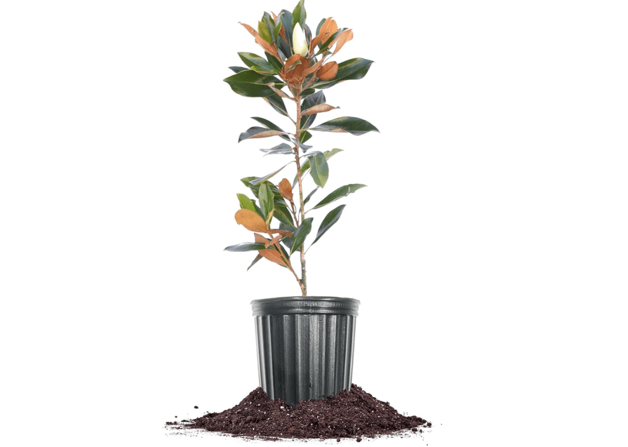 
Perfect Plants Little Gem Magnolia 1-2ft Tall in Grower's Pot | Massive Fragrant Late Spring Blooms | Low Maintenance Southern Evergreen