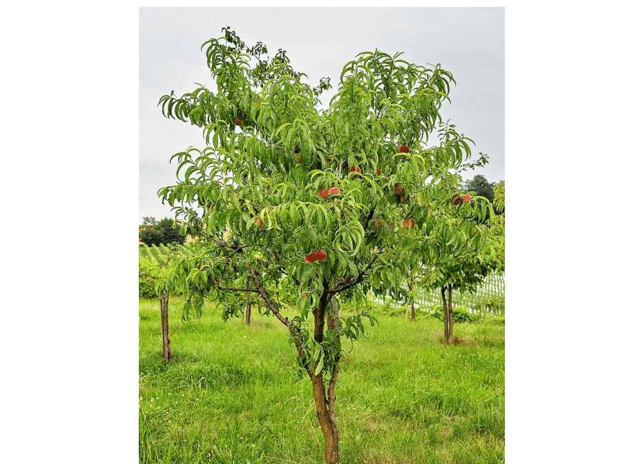 
O'Henry Peach Tree, Live Fruit Tree, Yellow-Flesh Sweet Peaches (3 Gallon/Potted/Single Plan