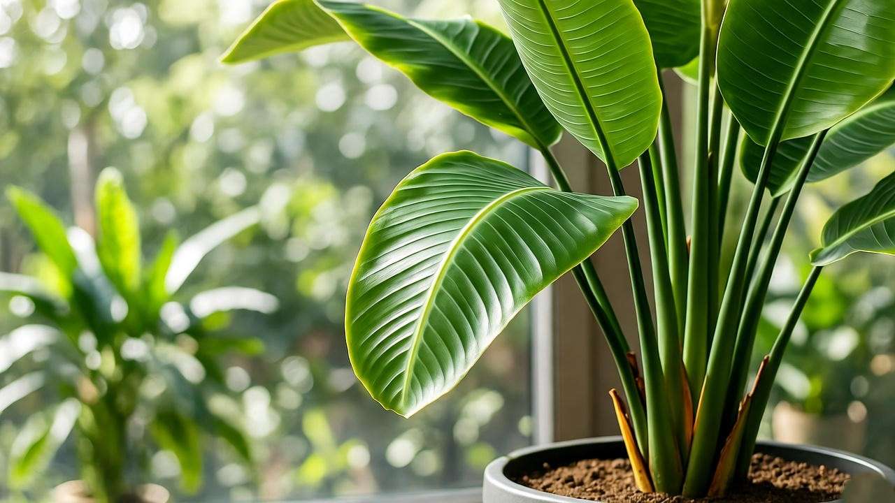  Close-up of a travel palm plant in well-draining soil and pot with drainage holes in a bright indoor setting. 