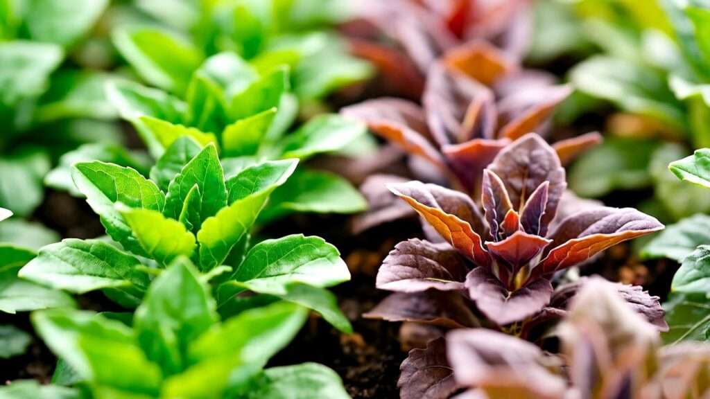 Brown Plants