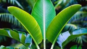Travel Palm Plant