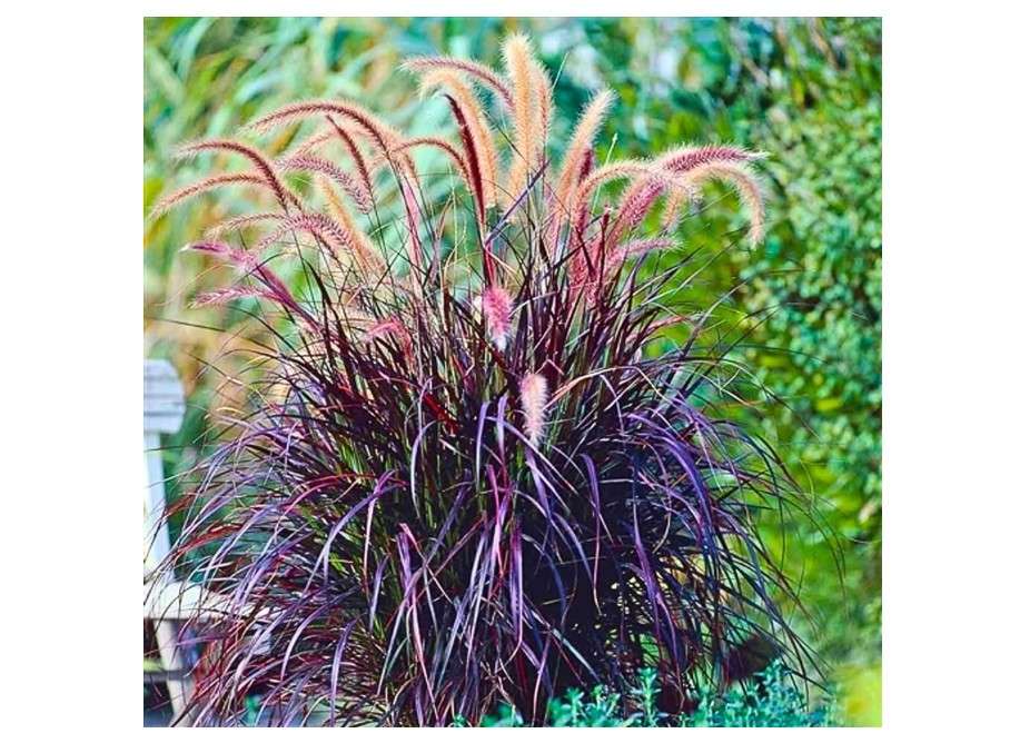  2 Purple Fountain Grass Live Plants, Perennial Grass Clumps for Outdoor Landscaping Growing, Ornamental Grasses Ready to Grow 4-9 Inches