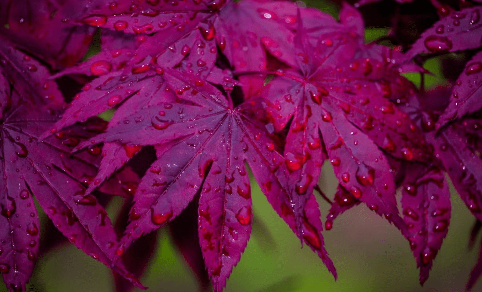 
BLOODGOOD Japanese Maple - Acer palmatum 'Bloodgood' - Beautiful Maroon RED Leaves - 4 - Year Plant