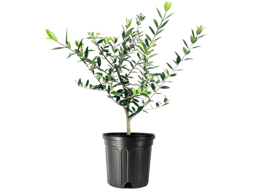 
Arbequina Olive Tree | 1 Live Gallon Size Pot | Grow Your Own Olives Indoors
