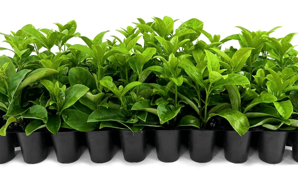 
Viburnum Odoratissimum | 3 Live Plants | Viburnum odoratissimum | Fast Growing Privacy Hedge | Evergreen Screening Shrub
