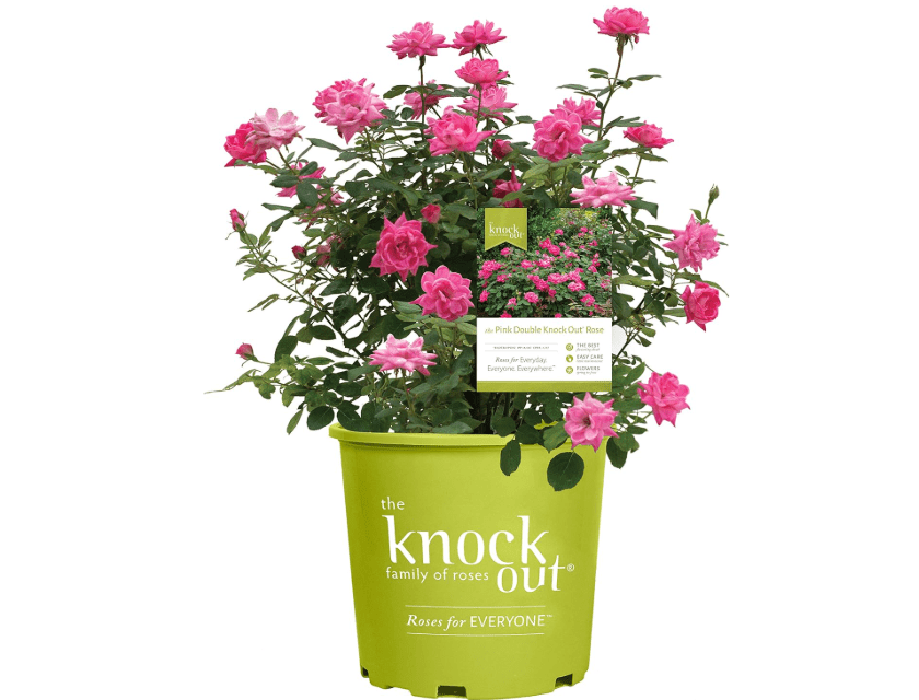 
Green Promise Farms Rosa `Double Knock Out` (Reblooming) Rose, 3 Size Container, pink flower
