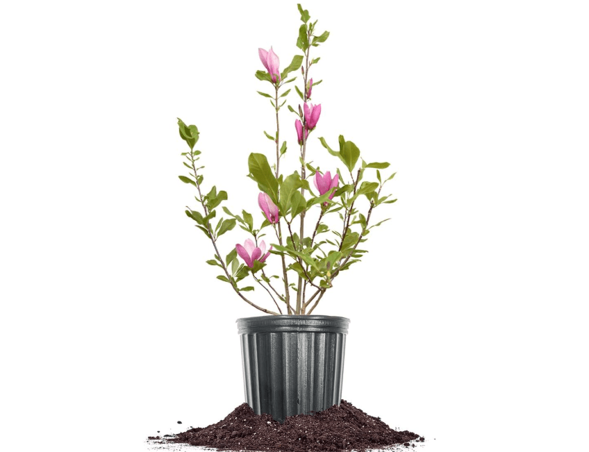 
Perfect Plants Jane Magnolia Live Plant, 1 Gallon, Includes Care Guide