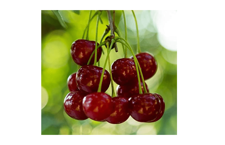 4 Fresh Stem Cuttings from Stella Red Sweet Cherry Trees - Unrooted, for Propagation Use