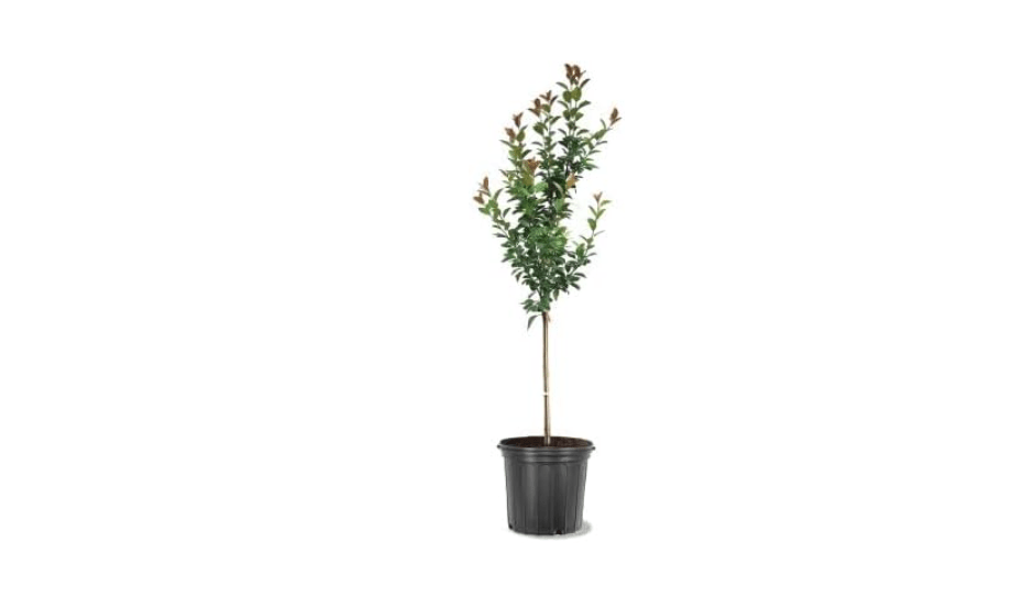 
Profusion Crabapple Tree, Pink Flowering, Ornamental Value, Disease Resistance, Hardy, 5 gal, Nursery Pot
