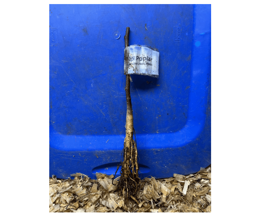 
1-2 Year Old Liriodendron tulipifera, Tulip Poplar Tree Plant