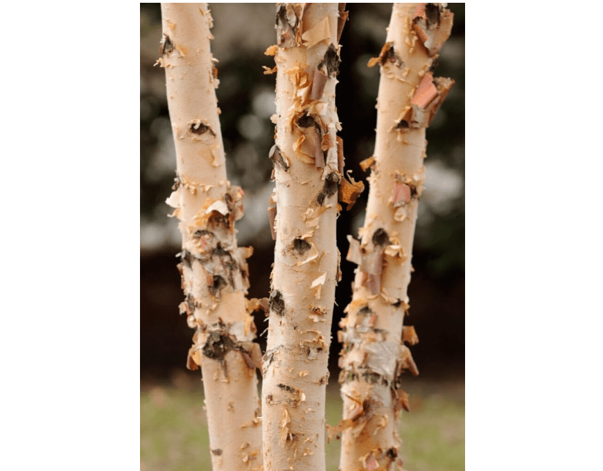
River Birch (Betula nigra), 12-14 inches Tall dormant Plant