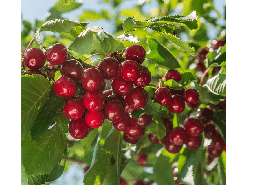 Lapins Cherry Tree, High-Yield, Self-Pollinating Variety with Sweet, Juicy Cherries, 7 gal. Nursery Pot, 4-5 ft. Tall (Due to Agricultural Laws, we Cannot